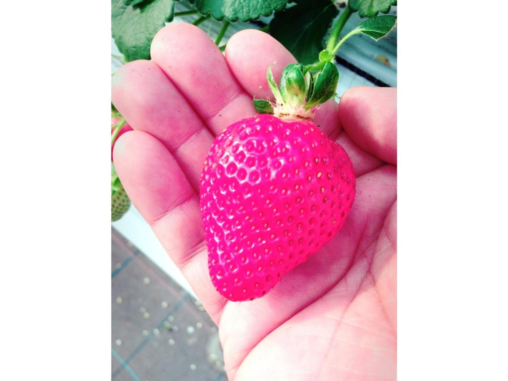 The Paradise Garden Sasebo Buitenkant foto